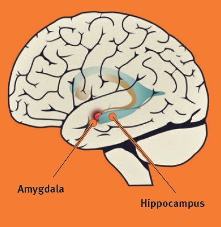Abb. 2 Neurologische Grundlage der PTBS-Symptomatik. Die Amygdala (rot) ist „hot“ und überaktiviert, was mit einer erhöhten Angstreaktion einhergeht. Der Hippocampus (blau) ist „cold“ was sich in einer veränderten Kognition und emotionalen Bewertung niederschlägt.