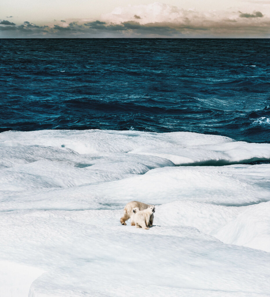 Der Eisbär als Ikone der Klimakrise.